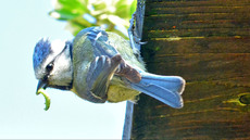 Blaumeise_mit_Futter (09).jpg